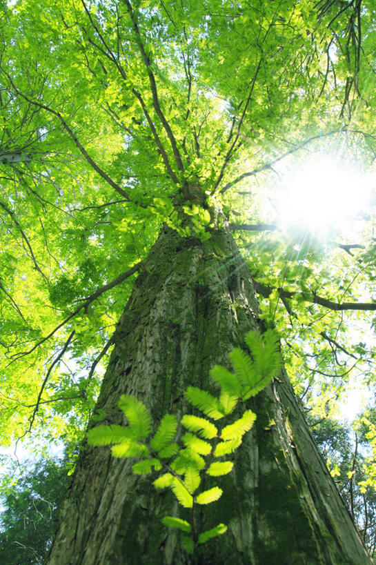 无人,竖图,室外,白天,仰视,旅游,度假,美景,树林,植物,日本,亚洲,阴影,光线,影子,景观,娱乐,树,树木,绿色,阳光,自然,享受,休闲,景色,放松,生长,成长,自然风光,东亚,日本国,红杉,常青红杉,海岸红杉,红杉树,彩图,低角度拍摄