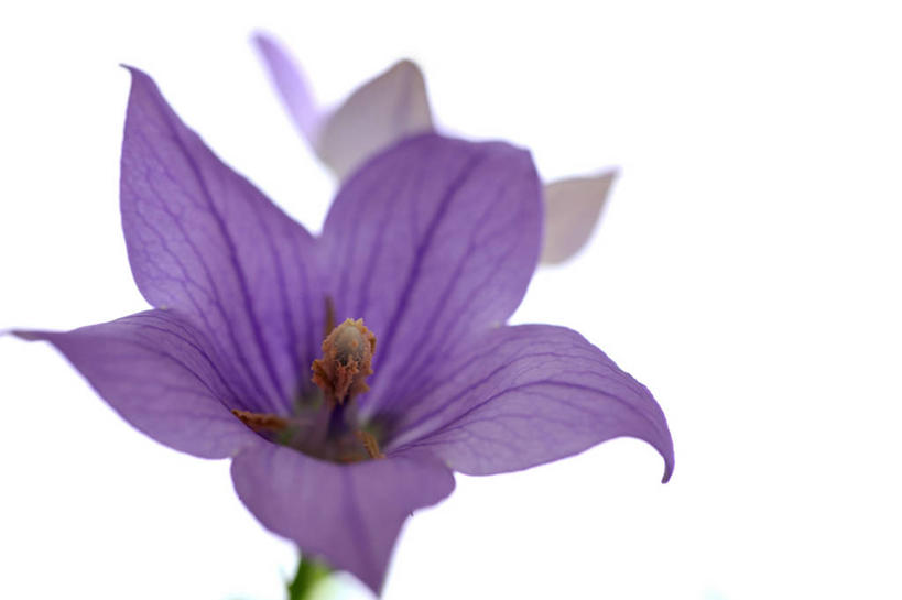 无人,横图,室内,特写,白天,白色背景,正面,爱情,阴影,盛开,反射,影子,花蕾,花,花瓣,花朵,鲜花,一朵,紫色,花苞,花蕊,摄影,影棚,桔梗花,僧冠帽,柔顺,六角荷,永恒,梗草,悲哀,诚实,无望,彩图,影棚拍摄,拍摄
