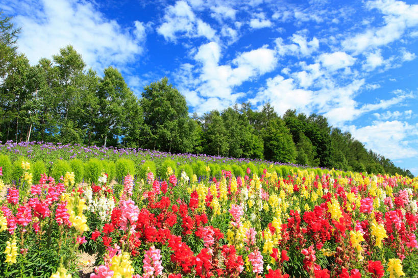 无人,横图,室外,白天,仰视,旅游,度假,草地,草坪,花海,花圃,美景,树林,植物,叶子,北海道,日本,亚洲,许多,阴影,盛开,光线,影子,景观,云,云朵,草药,药草,很多,花蕾,云彩,娱乐,中药,草,花,花瓣,花朵,花卉,鲜花,树,树木,粉色,黄色,红色,蓝色,绿色,白云,蓝天,天空,阳光,自然,花丛,花束,花田,天,花苞,花蕊,享受,休闲,景色,放松,生长,晴朗,成长,自然风光,药材,中草药,东亚,中药材,本草,日本国,北海道地方,北海道岛,道北,艾叶破布草,美洲艾,豚草,晴空,彩图,低角度拍摄,空知郡,上川综合振兴局,振兴局,中富良野町,上川支厅