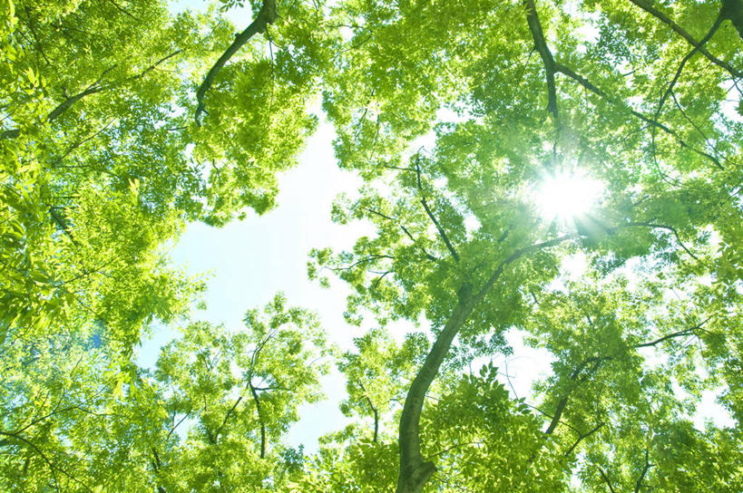 无人,横图,室外,白天,仰视,旅游,度假,美景,树林,植物,叶子,日本,亚洲,许多,阴影,光线,影子,景观,云,云朵,绿叶,枝条,很多,云彩,娱乐,树,树木,树枝,蓝色,绿色,白云,蓝天,天空,阳光,自然,天,享受,休闲,嫩叶,景色,放松,大阪,生长,晴朗,成长,自然风光,东亚,本州,大阪府,本州岛,日本国,近畿地方,近畿,兵库,兵库县,淡路岛,虬枝,枝杈,叶,叶片,晴空,彩图,低角度拍摄,大阪湾,界港