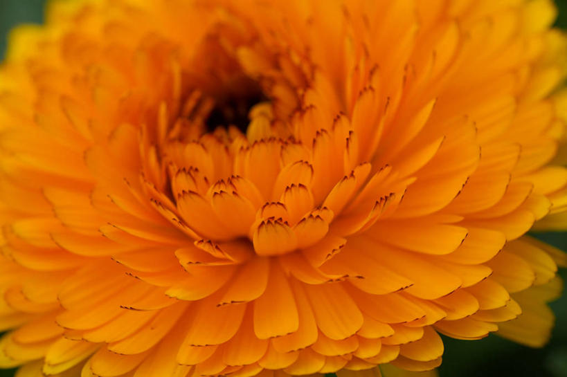 无人,横图,室外,特写,白天,正面,美景,阴影,朦胧,模糊,盛开,光线,影子,景观,花蕾,花,花瓣,花朵,鲜花,一朵,黄色,阳光,自然,花苞,花蕊,景色,分别,自然风光,离别,长生菊,黄金盏,金盏花,金盏菊,醒酒花,惜别,彩图