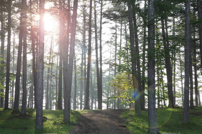 无人,横图,室外,白天,正面,旅游,度假,草地,草坪,美景,树林,植物,道路,路,松树,日本,亚洲,阴影,光线,影子,景观,小路,交通,娱乐,草,树,树木,绿色,天空,阳光,自然,天,享受,休闲,景色,放松,生长,成长,自然风光,杉树,坚定,东亚,日本国,长寿,贞洁,柳杉,彩图,镜头光晕,透镜闪耀,眩光,孔雀松,木沙椤树