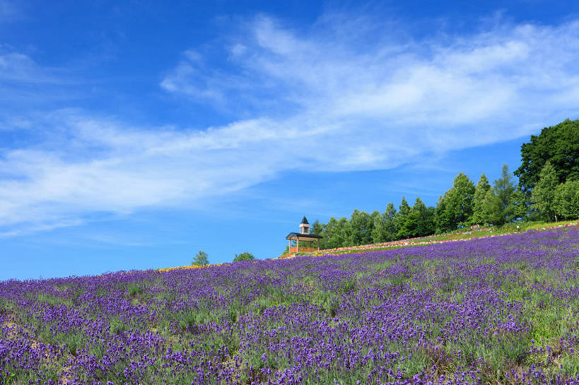 无人,横图,室外,白天,正面,爱情,旅游,度假,草地,草坪,花海,花圃,美景,树林,植物,叶子,北海道,日本,亚洲,阴影,盛开,光线,影子,景观,云,云朵,龙头花,浪漫,花蕾,云彩,娱乐,草,花,花瓣,花朵,花卉,鲜花,树,树木,蓝色,绿色,紫色,白云,蓝天,天空,阳光,自然,香草,花丛,花束,花田,天,花苞,花蕊,薰衣草,享受,休闲,景色,放松,清纯,生长,晴朗,金鱼草,成长,吉祥,自然风光,善良,呼吸,东亚,日本国,北海道地方,北海道岛,灵香草,黄香草,吉利,祥瑞,奇迹,道北,好运,晴空,彩图,空知郡,上川综合振兴局,振兴局,中富良野町,上川支厅