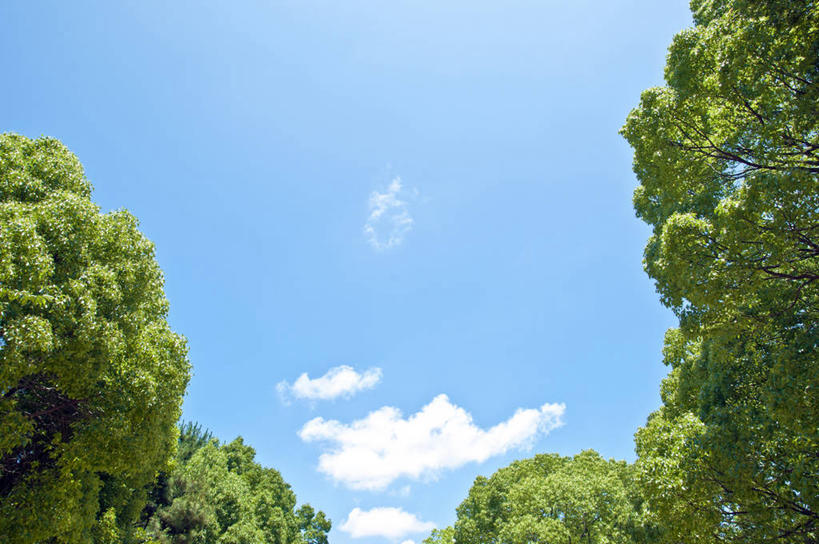 无人,横图,室外,白天,仰视,美景,树林,植物,日本,亚洲,阴影,光线,影子,景观,云,云朵,枝条,云彩,树,树木,树枝,蓝色,绿色,白云,蓝天,天空,阳光,自然,天,景色,大阪,生长,晴朗,成长,自然风光,东亚,本州,大阪府,本州岛,日本国,近畿地方,近畿,兵库,兵库县,淡路岛,虬枝,枝杈,晴空,彩图,低角度拍摄,大阪湾,界港