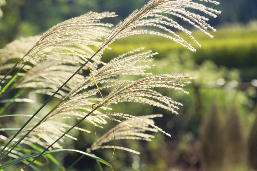 无人,农田,横图,室外,特写,白天,正面,庄稼,农作物,美景,阴影,朦胧,模糊,光线,影子,景观,芒草,阳光,自然,景色,自然风光,五节芒,管草,管芒,寒芒,彩图,耕地,庄稼田