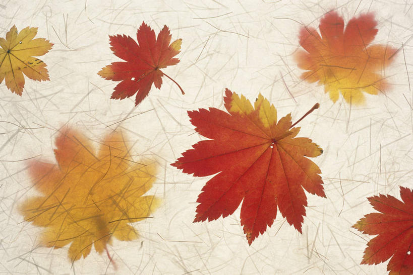 无人,横图,室内,特写,白天,正面,绘画,叶子,许多,阴影,灰色背景,艺术,反射,纹路,纹理,影子,枫叶,枯叶,落叶,很多,古典,文化,黄色,红色,工艺品,品味,枫树叶,美术,高雅,肌理,美学,叶,叶片,彩图