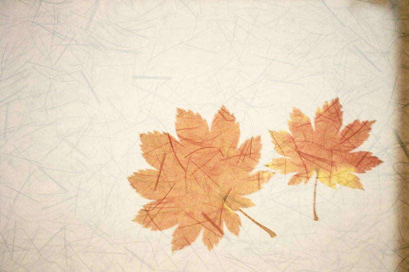 无人,横图,室内,特写,白天,正面,绘画,叶子,两片,阴影,灰色背景,艺术,反射,纹路,纹理,影子,枫叶,枯叶,落叶,古典,文化,黄色,红色,工艺品,品味,枫树叶,美术,高雅,肌理,美学,叶,叶片,彩图