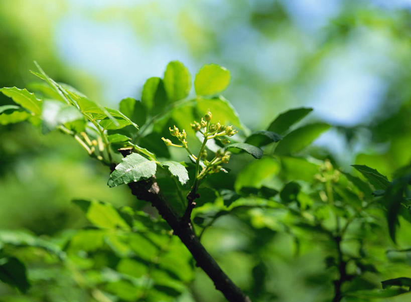 无人,农田,横图,室外,特写,白天,正面,庄稼,农作物,美景,植物,叶子,阴影,朦胧,模糊,光线,影子,景观,青椒,调味,香料,佐料,绿叶,枝条,树,树木,树枝,绿色,阳光,自然,嫩叶,景色,生长,成长,花椒,山椒,配料,自然风光,作料,虬枝,枝杈,大花椒,狗椒,红花椒,青花椒,蜀椒,香椒,叶,叶片,红椒,彩图,耕地,庄稼田