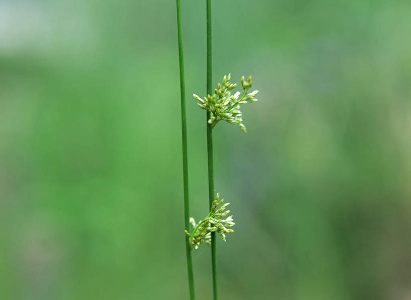 无人,横图,室外,特写,白天,正面,美景,阴影,朦胧,模糊,光线,影子,景观,阳光,自然,景色,自然风光,灯芯草,灯心草,蔺草,龙须草,马棕根,蓑衣草,野席草,彩图