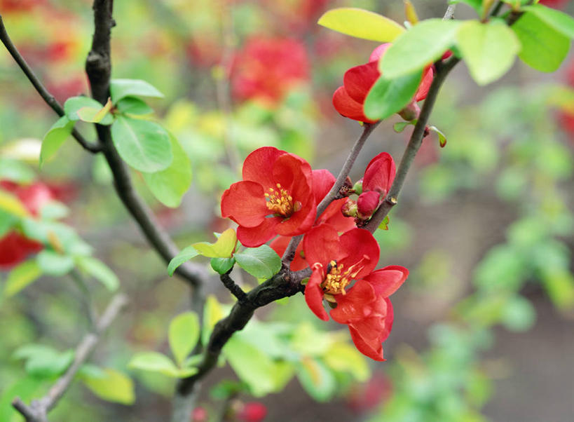 无人,横图,室外,特写,白天,正面,花海,花圃,美景,植物,叶子,阴影,朦胧,模糊,盛开,光线,影子,景观,绿叶,枝条,花蕾,花,花瓣,花朵,花卉,鲜花,树,树木,树枝,红色,绿色,阳光,自然,花丛,花束,花田,花苞,花蕊,嫩叶,景色,生长,成长,自然风光,贴梗海棠,诚实,平凡,木瓜海棠,木瓜花,虬枝,枝杈,叶,叶片,彩图