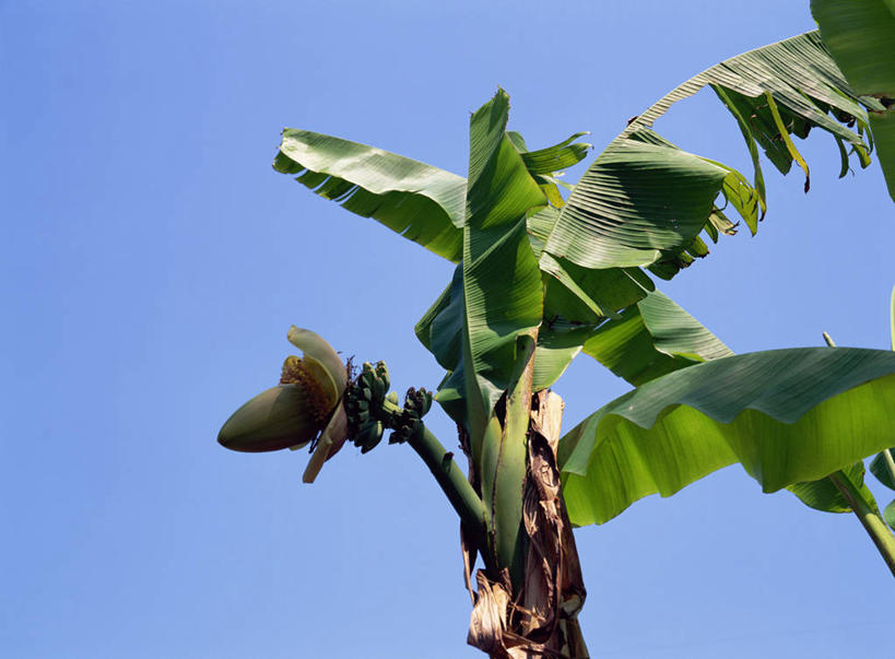 无人,横图,室外,特写,白天,仰视,美景,植物,叶子,阴影,光线,影子,景观,果树,绿叶,香蕉树,树,树木,蓝色,绿色,蓝天,天空,阳光,自然,天,嫩叶,景色,生长,晴朗,成长,自然风光,万里无云,叶,叶片,晴空,晴空万里,彩图,低角度拍摄