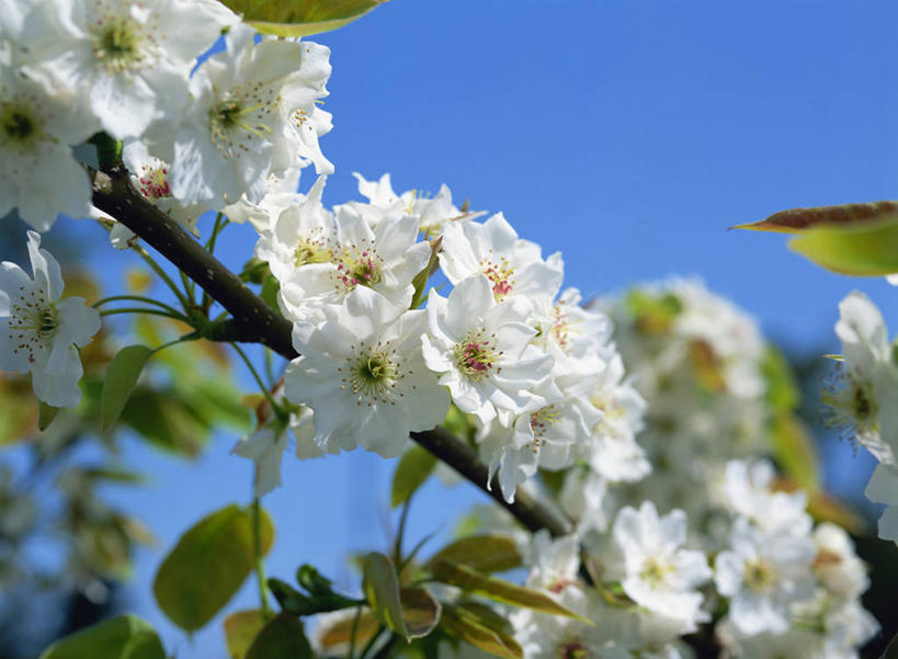 无人,横图,室外,特写,白天,仰视,美景,植物,阴影,朦胧,模糊,盛开,光线,影子,景观,枝条,花蕾,花,花瓣,花朵,鲜花,树,树木,树枝,蓝色,绿色,白色,蓝天,天空,阳光,自然,天,花苞,花蕊,景色,生长,晴朗,成长,梨花,自然风光,纯真,离别,万里无云,虬枝,枝杈,晴空,晴空万里,彩图,低角度拍摄