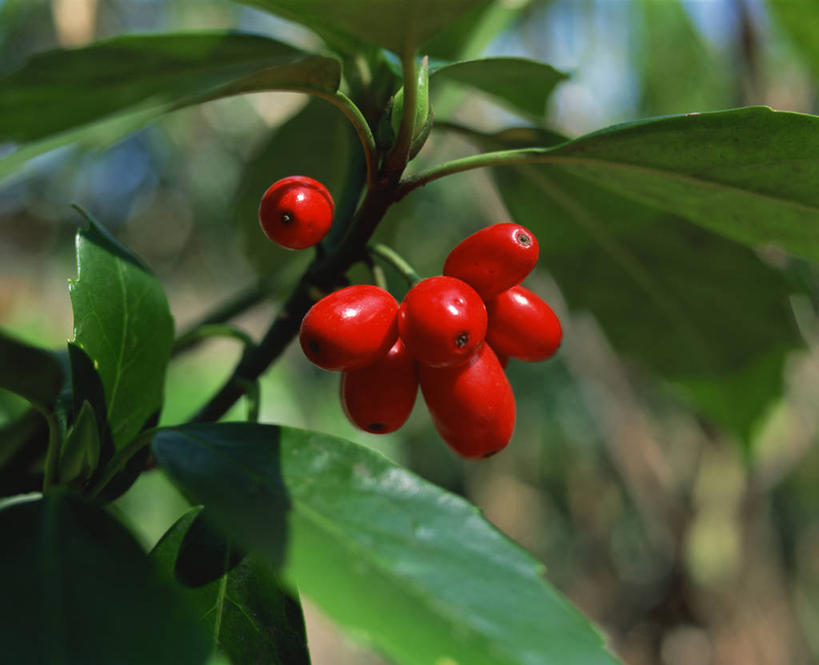 无人,横图,室外,特写,白天,正面,美景,植物,浆果,水果,叶子,阴影,朦胧,模糊,新鲜,光线,影子,景观,生食,食品,果实,绿叶,枝条,树,树木,树枝,食物,红色,绿色,阳光,自然,嫩叶,景色,有机食品,绿色食品,生长,成长,自然风光,红醋栗,虬枝,枝杈,叶,叶片,醋栗,彩图,红茶藨子,红加仑