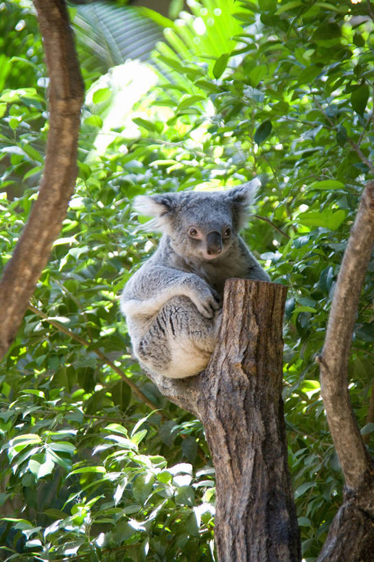 无人,坐,竖图,室外,白天,正面,美景,森林,树林,植物,哺乳动物,野生动物,爱知县,日本,亚洲,景观,注视,树,树木,一只,绿色,自然,动物,观察,看,景色,可爱,活泼,生长,成长,观看,察看,关注,自然风光,树袋熊,考拉,无尾熊,可拉熊,东亚,本州,本州岛,日本国,中部地方,爱知,坐着,彩图,全身