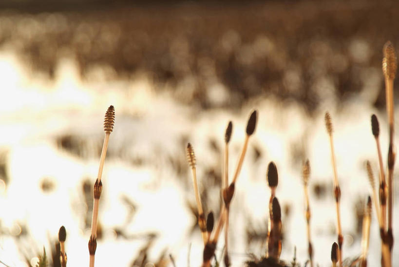 无人,横图,室外,特写,白天,正面,河流,美景,水,植物,阴影,朦胧,模糊,光线,影子,河水,景观,水流,绿色,倒影,阳光,自然,景色,马尾,生长,成长,倒映,自然风光,反照,彩图,马尾植物