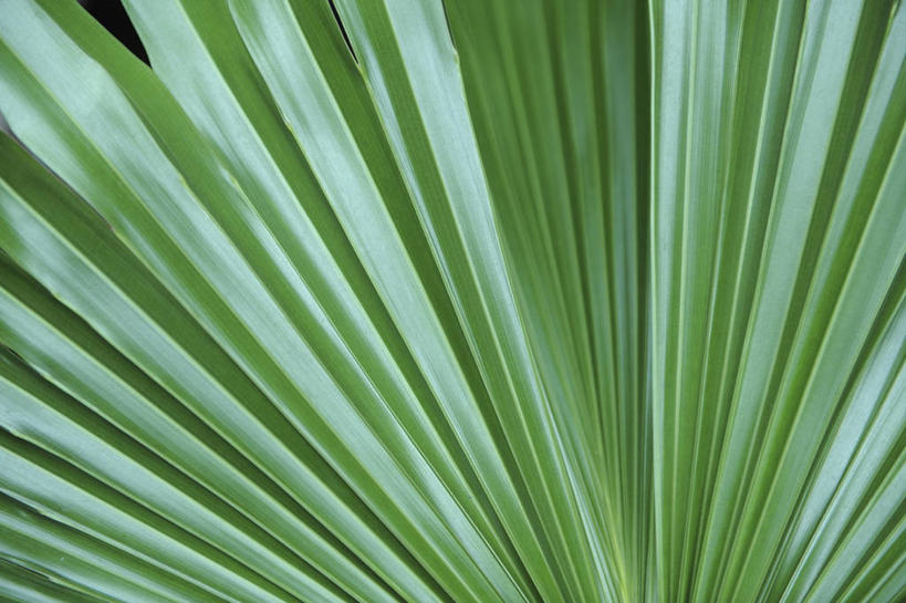 无人,横图,室外,特写,白天,正面,植物,叶子,纹理,绿叶,绿色,嫩叶,棕榈叶,肌理,叶,叶片,叶脉,彩图