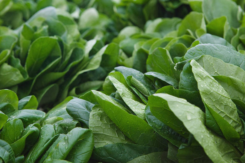 无人,横图,俯视,室内,特写,白天,蔬菜,叶子,新鲜,食品,绿叶,食物,绿色,嫩叶,有机食品,绿色食品,青春,生命,和平,安详,冷色,叶,叶片,彩图,高角度拍摄