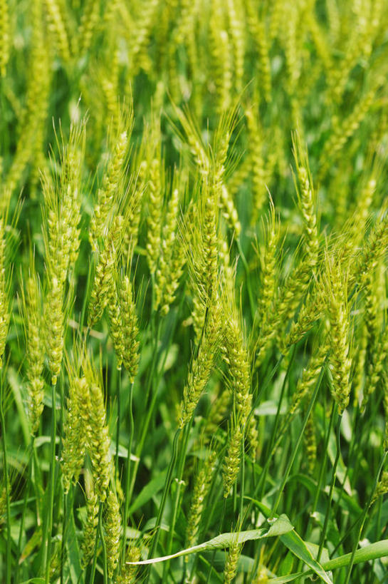 无人,农田,竖图,室外,特写,白天,正面,庄稼,农作物,小麦,美景,阴影,朦胧,模糊,光线,影子,景观,谷物,麦田,阳光,自然,景色,麦子,自然风光,彩图,耕地,庄稼田