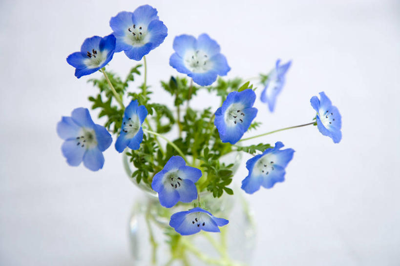 无人,横图,俯视,室内,特写,白天,白色背景,智慧,花瓶,阴影,艺术,装饰,盛开,反射,影子,粉蝶花,喜林草,花蕾,文化,玻璃制品,花,花瓣,花朵,鲜花,一个,蓝色,白色,插花,玻璃瓶,瓶子,花苞,花蕊,摄影,影棚,单个,华丽,修饰,插花艺术,点缀,创造,创作,想象,衬托,美观,雅致,雅观,彩图,高角度拍摄,影棚拍摄,拍摄,幌菊,琉璃唐草