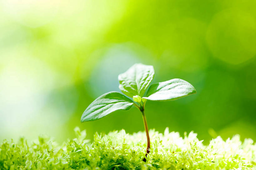 无人,横图,室外,特写,白天,正面,美景,叶子,阴影,朦胧,模糊,光线,影子,景观,青苔,发芽,绿叶,苔藓,阳光,自然,嫩叶,景色,自然风光,抽芽,叶,叶片,彩图