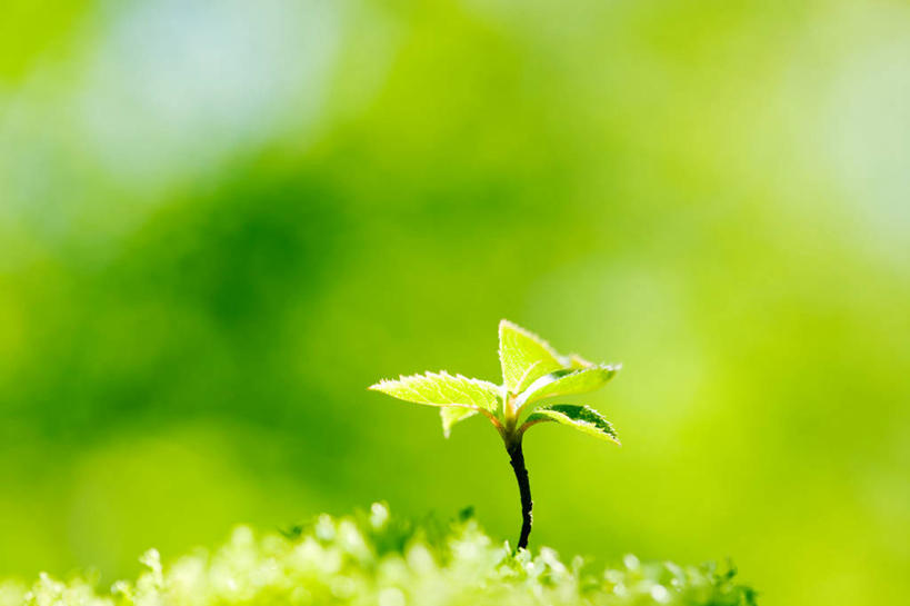 无人,横图,室外,特写,白天,正面,美景,叶子,阴影,朦胧,模糊,光线,影子,景观,青苔,发芽,绿叶,苔藓,阳光,自然,嫩叶,景色,自然风光,抽芽,叶,叶片,彩图