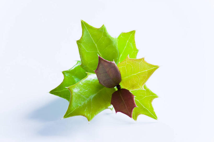 无人,横图,室内,特写,白天,白色背景,正面,植物,叶子,阴影,反射,纹理,影子,绿叶,绿色,嫩叶,摄影,冬青,影棚,希望,生命,肌理,槲寄生,北寄生,桑寄生,柳寄生,黄寄生,冻青,寄生子,丰饶,叶,叶片,叶脉,彩图,影棚拍摄,拍摄