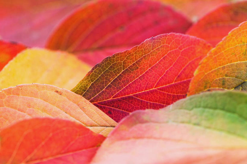 无人,横图,室内,特写,白天,正面,秋季,叶子,阴影,反射,纹理,影子,绿叶,黄色,红色,嫩叶,肌理,茶花,叶,叶片,叶脉,秋,秋天,彩图