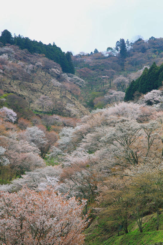 无人,竖图,室外,白天,正面,旅游,度假,幸福,纯洁,美景,森林,山,山脉,树林,植物,樱花,奈良县,日本,亚洲,阴影,盛开,光线,影子,景观,山峰,山峦,花蕾,娱乐,花,花瓣,花朵,鲜花,树,树木,粉色,蓝色,绿色,蓝天,天空,阳光,自然,群山,天,花苞,花蕊,享受,休闲,景色,放松,生长,晴朗,成长,等待,生命,自然风光,东亚,本州,万里无云,本州岛,日本国,近畿地方,奈良,近畿,仙樱花,福岛樱,青肤樱,高尚,热烈,晴空,晴空万里,荆桃,彩图,吉野山