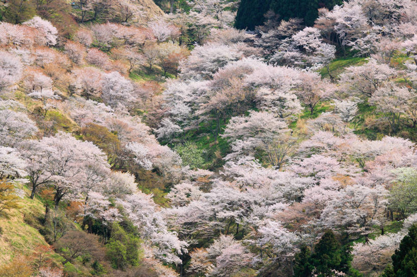 无人,横图,室外,白天,正面,旅游,度假,幸福,纯洁,美景,森林,山,山脉,树林,植物,樱花,奈良县,日本,亚洲,阴影,盛开,光线,影子,景观,山峰,山峦,花蕾,娱乐,花,花瓣,花朵,鲜花,树,树木,粉色,绿色,阳光,自然,群山,花苞,花蕊,享受,休闲,景色,放松,生长,成长,等待,生命,自然风光,东亚,本州,本州岛,日本国,近畿地方,奈良,近畿,仙樱花,福岛樱,青肤樱,高尚,热烈,荆桃,彩图,吉野山