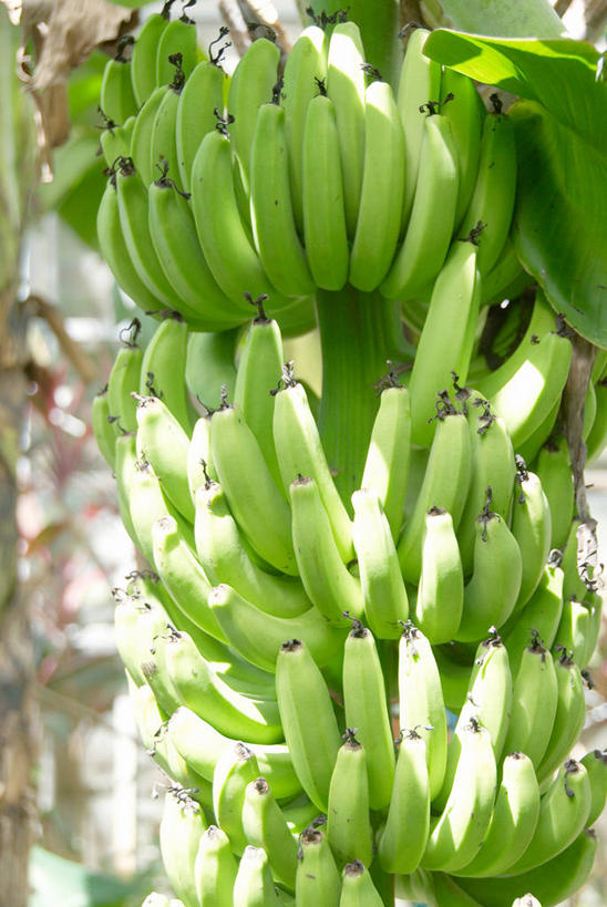 无人,竖图,室外,特写,白天,仰视,美景,植物,香蕉,水果,许多,阴影,朦胧,模糊,新鲜,光线,影子,景观,生食,食品,果实,果树,香蕉树,很多,树,树木,食物,绿色,阳光,自然,景色,有机食品,绿色食品,生长,成长,自然风光,甘蕉,彩图,低角度拍摄