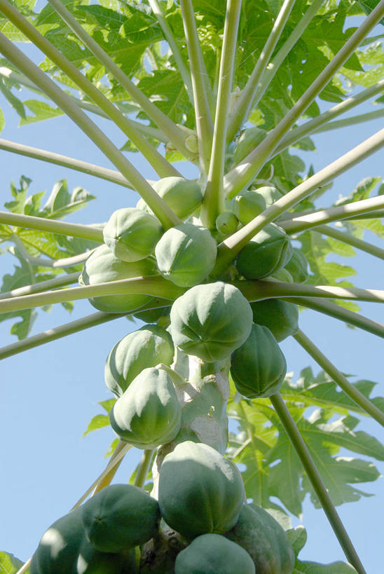 无人,竖图,室外,特写,白天,仰视,美景,植物,木瓜,水果,阴影,朦胧,模糊,新鲜,光线,影子,景观,生食,食品,果实,果树,枝条,树,树木,树枝,食物,蓝色,绿色,蓝天,天空,阳光,自然,天,景色,有机食品,绿色食品,生长,晴朗,成长,自然风光,万里无云,奶匏,蓬生果,乳瓜,石瓜,万寿匏,木梨,虬枝,枝杈,晴空,晴空万里,万寿果,番木瓜,彩图,低角度拍摄,木瓜树