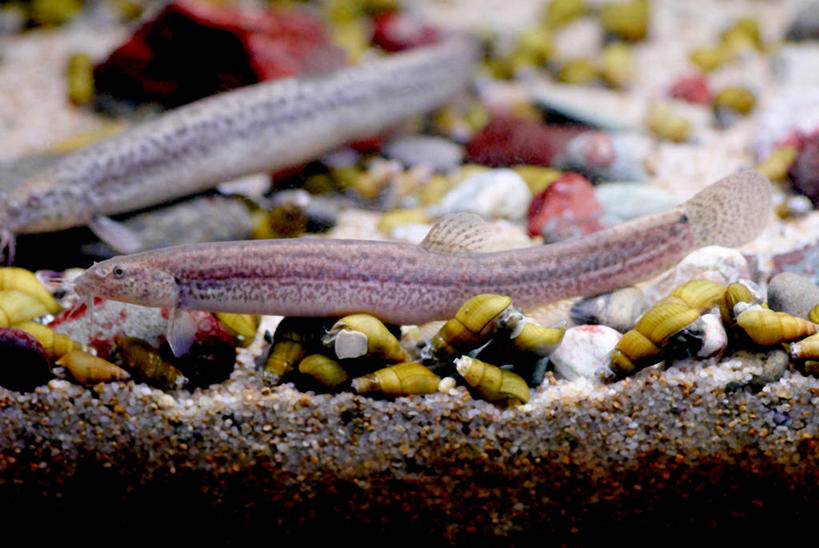 游泳,无人,横图,室外,特写,白天,侧面,水下,河流,石头,美景,水,两条,阴影,朦胧,模糊,光线,鱼,石子,影子,河水,景观,水底,水流,注视,水产,鱼类,阳光,自然,观察,看,景色,观看,察看,关注,自然风光,水生动物,水生物,泅水,泥鳅,泥鳅鱼,鱼鳅,拍浮,石块,岩石,半身,彩图,淡水生物,鳅鱼