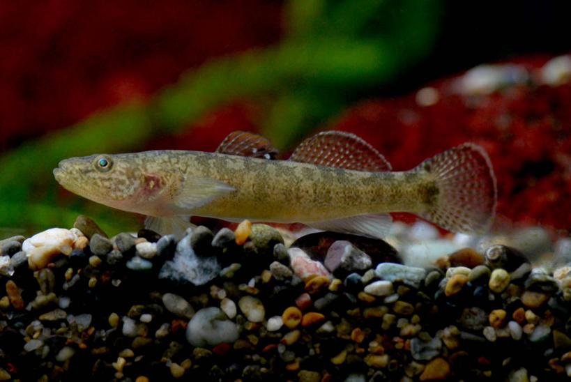 游泳,无人,横图,室外,特写,白天,侧面,海底,水下,河流,石头,美景,水,一条,阴影,朦胧,模糊,光线,鱼,石子,影子,河水,景观,水底,水流,鱼类,海洋生物,阳光,自然,景色,海底世界,自然风光,水生动物,水生物,海底动物,泅水,虾虎鱼,拍浮,海床,石块,岩石,彩图,全身