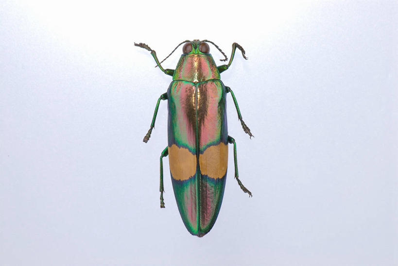 无人,横图,室内,特写,白天,正面,阴影,灰色背景,反射,昆虫,影子,甲壳虫,一只,动物,趴着,摄影,影棚,甲虫,害虫,趴,彩图,全身,影棚拍摄,拍摄,爆皮虫,吉丁虫,锈皮虫