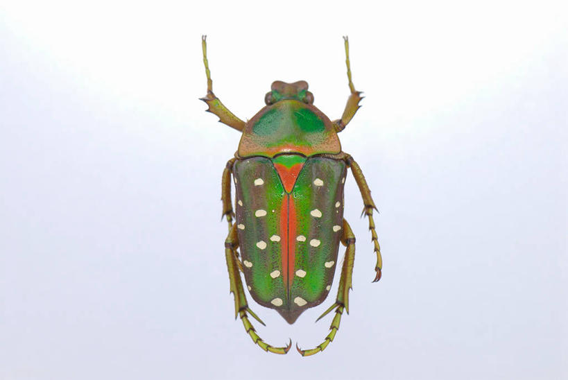 无人,横图,室内,特写,白天,正面,阴影,灰色背景,反射,金龟子,昆虫,影子,甲壳虫,一只,动物,趴着,摄影,影棚,甲虫,益虫,趴,彩图,全身,影棚拍摄,拍摄