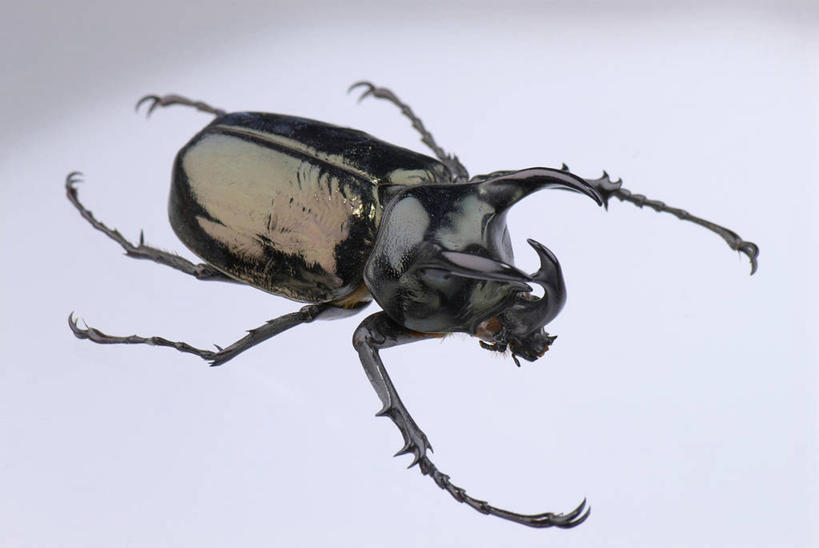 无人,横图,室内,特写,白天,正面,阴影,灰色背景,反射,昆虫,独角仙,影子,甲壳虫,一只,动物,趴着,摄影,影棚,甲虫,益虫,双叉犀金龟,兜虫,趴,彩图,全身,影棚拍摄,拍摄