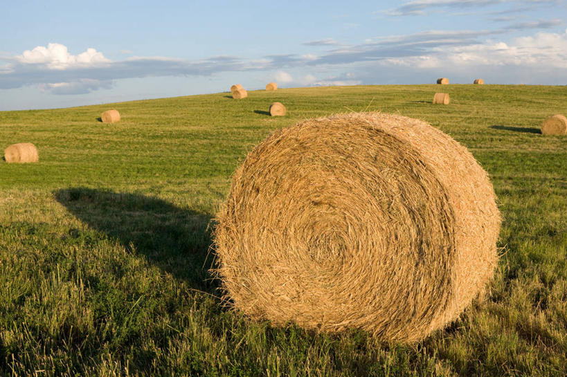 无人,农田,横图,室外,白天,正面,旅游,度假,庄稼,农作物,美景,加拿大,阴影,光线,影子,地平线,景观,云,云朵,辽阔,干草,地面,云彩,娱乐,蓝色,白云,蓝天,天空,阳光,自然,草垛,天,享受,休闲,广阔,景色,放松,晴朗,一望无际,北美,北美洲,自然风光,延伸,美洲,阿尔伯塔省,阿尔伯塔,天地相交,北亚美利加洲,亚美利加洲,艾伯塔,艾伯塔省,无边无际,一马平川,亚伯达,干草垛,晴空,彩图,耕地,庄稼田,阿省,艾省,亚伯达省,亚省