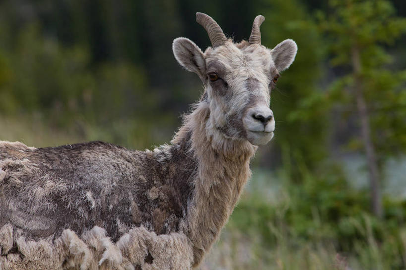 无人,站,横图,室外,白天,侧面,旅游,度假,美景,树林,植物,野生动物,羊,加拿大,景观,扭头,注视,娱乐,树,树木,一只,绿色,自然,动物,观察,看,站着,转头,享受,休闲,景色,放松,可爱,活泼,生长,成长,观看,察看,北美,北美洲,国家公园,关注,自然风光,美洲,大角羊,阿尔伯塔省,班夫国家公园,阿尔伯塔,北亚美利加洲,亚美利加洲,盘角羊,盘羊,艾伯塔,艾伯塔省,亚伯达,站立,半身,彩图,阿省,艾省,亚伯达省,亚省