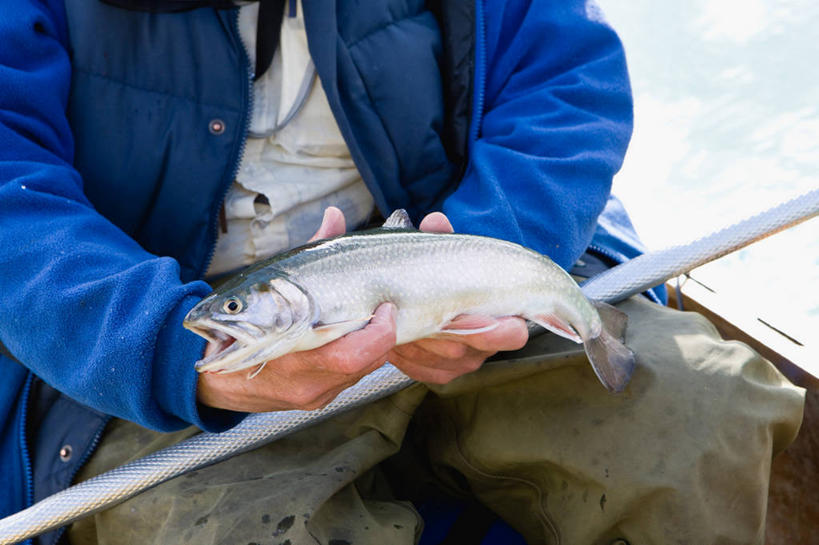 西方人,手,一个人,坐,横图,室外,特写,白天,正面,钓鱼竿,欧洲,加拿大,欧洲人,双手,仅一个男性,仅一个人,仅一个中年男性,一条,握,服装,朦胧,模糊,鱼,休闲装,鱼类,海洋生物,衣服,休闲,手部,休闲服,握着,服饰,渔具,北美,北美洲,水生动物,美洲,水生物,海底动物,阿尔伯塔省,阿尔伯塔,北亚美利加洲,亚美利加洲,艾伯塔,艾伯塔省,亚伯达,男人,男性,中年男性,白种人,钓竿,鱼竿,坐着,半身,彩图,钓鱼,阿省,艾省,亚伯达省,亚省
