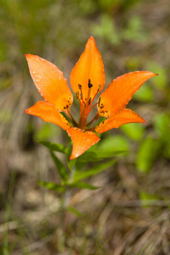 无人,竖图,俯视,室外,特写,白天,美景,百合花,加拿大,阴影,朦胧,模糊,光线,影子,景观,一朵,阳光,自然,橙色,景色,北美,北美洲,自然风光,美洲,阿尔伯塔省,阿尔伯塔,强瞿,北亚美利加洲,亚美利加洲,艾伯塔,艾伯塔省,亚伯达,百合蒜,倒仙,番韭,山丹,彩图,高角度拍摄,阿省,艾省,亚伯达省,亚省
