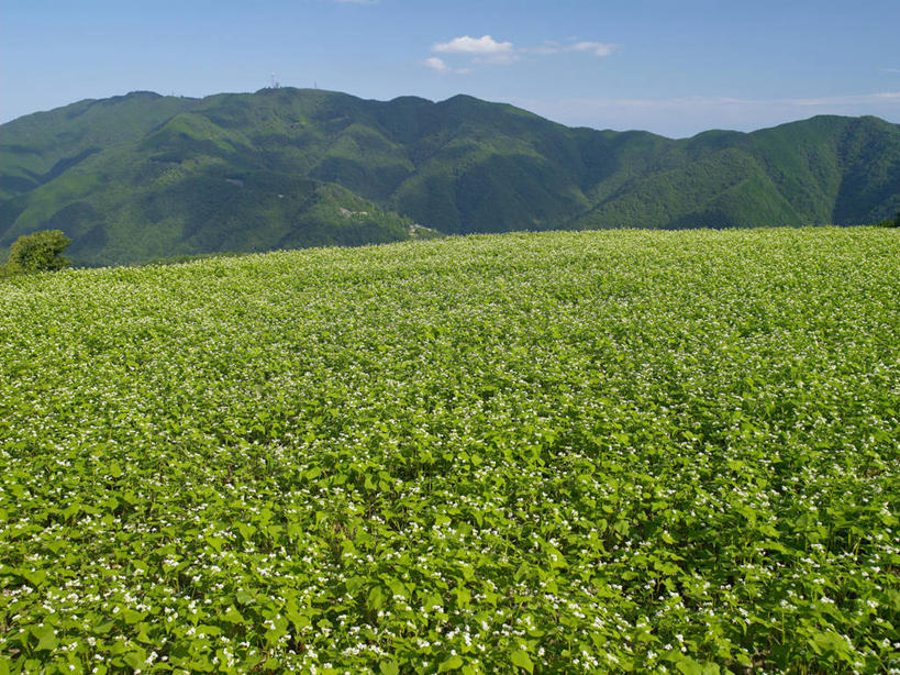 无人,农田,横图,室外,白天,正面,旅游,度假,庄稼,农作物,美景,山,山脉,树林,植物,日本,亚洲,阴影,光线,影子,景观,山峰,云,云朵,谷物,山峦,荞麦,云彩,娱乐,树,树木,蓝色,绿色,白云,蓝天,天空,阳光,自然,群山,天,享受,休闲,景色,放松,生长,晴朗,成长,自然风光,东亚,日本国,四国地方,四国,四国岛,香川,香川县,晴空,彩图,耕地,庄稼田
