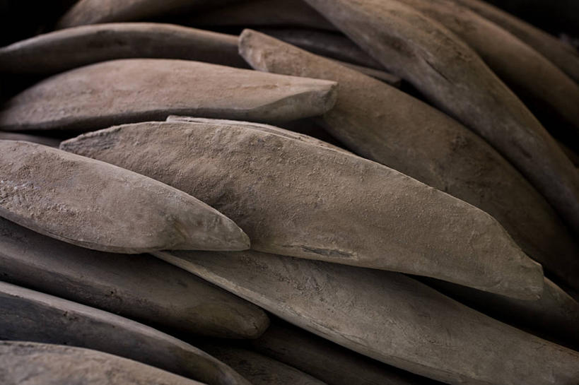 海鲜,无人,横图,俯视,室内,特写,白天,一堆,许多,阴影,堆叠,堆积,丰富,反射,鱼,影子,褐色,鲣鱼,很多,水产,鱼类,海洋生物,成熟,堆,水生动物,海产品,水生物,海底动物,小金枪鱼,炸弹鱼,谦让,随和,半身,彩图,高角度拍摄