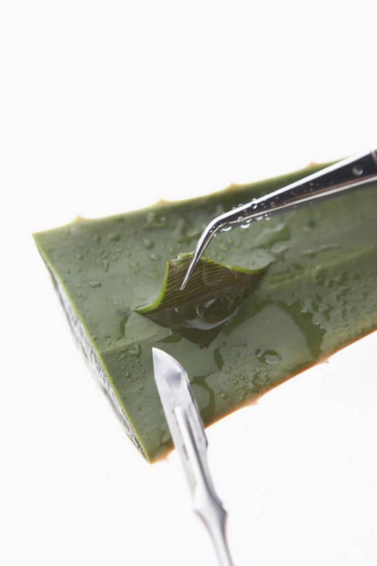 无人,竖图,俯视,室内,特写,白天,白色背景,芦荟,餐具,金属制品,金属,工具,镊子,刀具,饮品,饮料,刀,摄影,影棚,可口,餐刀,罗帷草,讷会,奴会,象鼻莲,象胆,适口,芦荟汁,彩图,高角度拍摄,影棚拍摄,拍摄,油葱