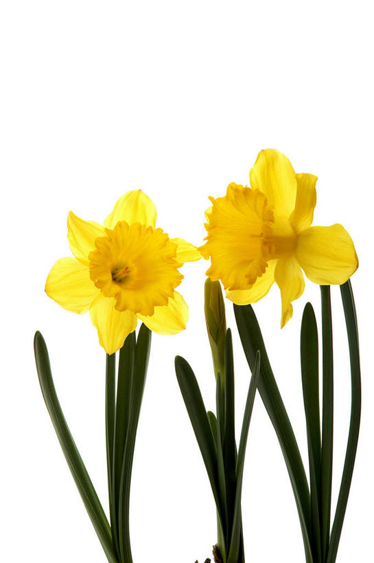 无人,竖图,室内,特写,白天,白色背景,正面,爱情,陶醉,水仙花,盛开,花蕾,花,花瓣,花朵,鲜花,两朵,黄色,花苞,花蕊,摄影,影棚,记忆,金盏银台,玉玲珑,女史花,雅蒜,天蒜,敬意,自恋,凌波仙子,水仙,天葱,彩图,影棚拍摄,拍摄