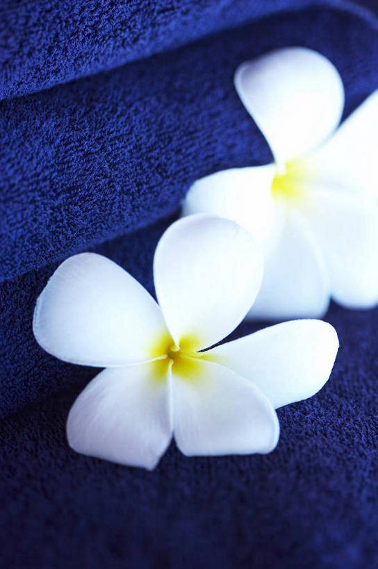 无人,竖图,室内,特写,白天,正面,阴影,盛开,反射,影子,花蕾,赤素馨花,花,花瓣,花朵,鲜花,两朵,白色,花苞,花蕊,缅栀子,蛋黄花,鸡蛋花,缅栀花,大季花,印度素馨,彩图