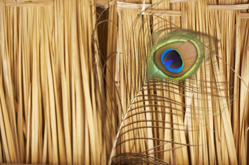 无人,横图,室内,特写,白天,正面,孔雀,鸟,野生动物,羽毛,轻盈,柔软,纹路,鸟类,纹理,干草,美丽,动物,草垛,可爱,活泼,吉祥,华贵,善良,肌理,轻柔,越鸟,百鸟之王,干草垛,彩图
