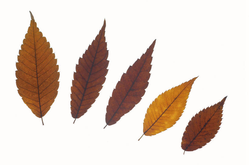 无人,横图,俯视,室内,特写,白天,白色背景,叶子,一排,许多,阴影,整齐,反射,影子,枯叶,落叶,很多,五片,排列,摄影,影棚,队列,叶,叶片,彩图,高角度拍摄,影棚拍摄,拍摄