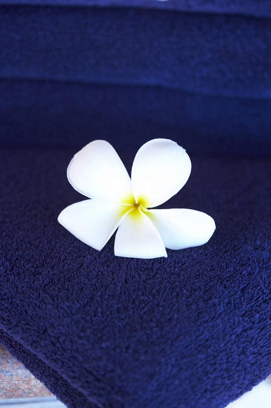 无人,竖图,俯视,室内,特写,白天,阴影,盛开,反射,纺织物,影子,花蕾,赤素馨花,花,花瓣,花朵,鲜花,一朵,蓝色,白色,毛巾,花苞,花蕊,清洁,保暖,透气,防水,缅栀子,蛋黄花,鸡蛋花,缅栀花,储水,耐磨,吸水,大季花,印度素馨,彩图,高角度拍摄