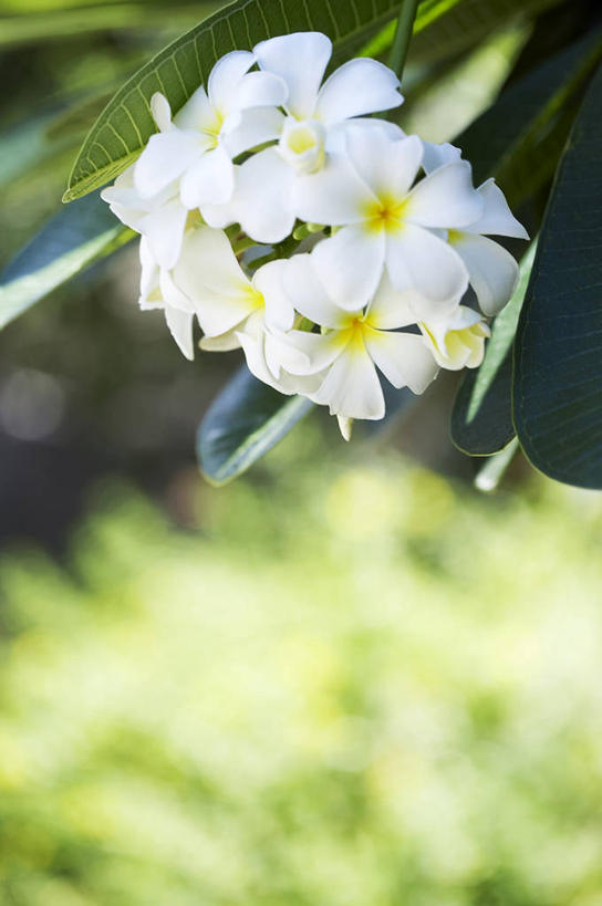 无人,竖图,俯视,室外,特写,白天,美景,阴影,朦胧,模糊,盛开,光线,影子,景观,花蕾,赤素馨花,花,花瓣,花朵,鲜花,白色,阳光,自然,花苞,花蕊,景色,自然风光,缅栀子,蛋黄花,鸡蛋花,缅栀花,大季花,印度素馨,彩图,高角度拍摄