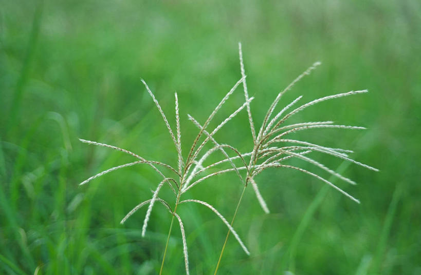无人,横图,俯视,室外,特写,白天,草地,草坪,植物,阴影,朦胧,模糊,光线,影子,冰,冬季,冬天,草,绿色,阳光,寒冷,冰冷,雾凇,严寒,冰凉,酷寒,凛冽,凛凛,极冷,树挂,彩图,高角度拍摄